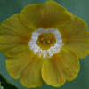 Primula Auricula Old Irish Scented - Abriachan Nurseries